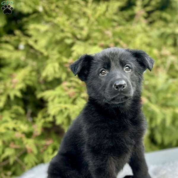 Raven, German Shepherd Puppy