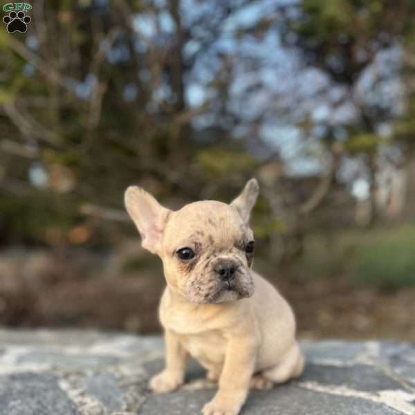 Max, French Bulldog Puppy