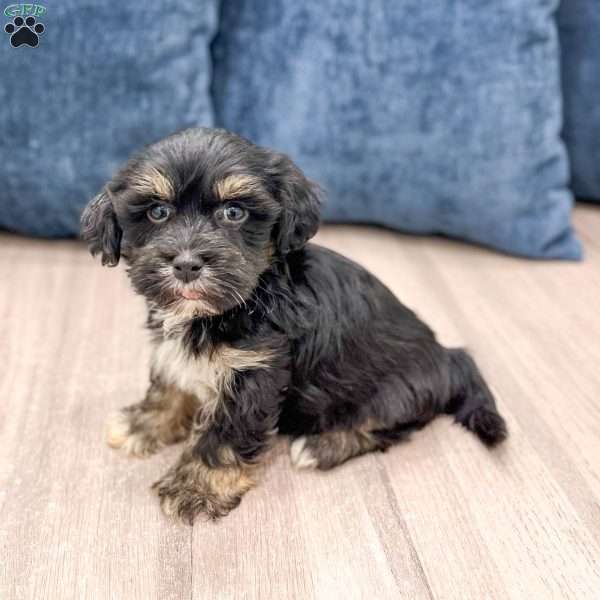 Hudson, Havanese Puppy
