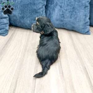 Hudson, Havanese Puppy