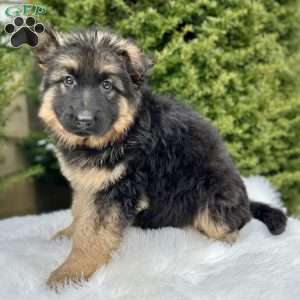Sniper, German Shepherd Puppy