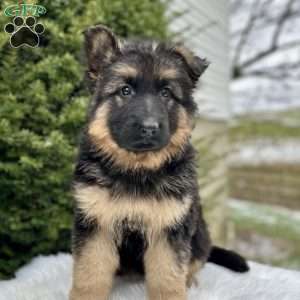 Sniper, German Shepherd Puppy