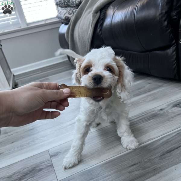 Luke Skywalker, Cockapoo Puppy