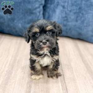 Hudson, Havanese Puppy