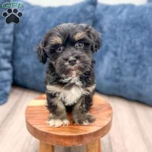 Hudson, Havanese Puppy