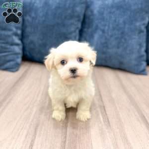 Heidi, Havanese Puppy