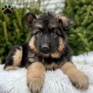 Sniper, German Shepherd Puppy
