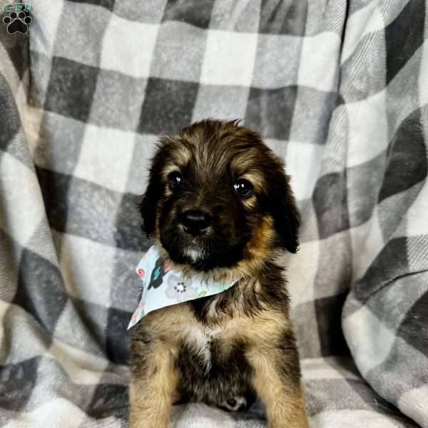 Anita, Bernedoodle Puppy