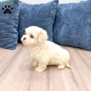 Heidi, Havanese Puppy