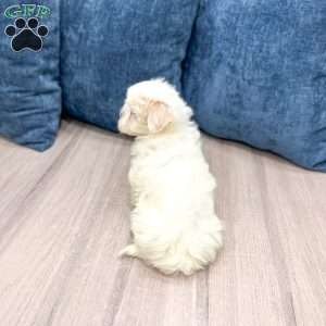 Heidi, Havanese Puppy