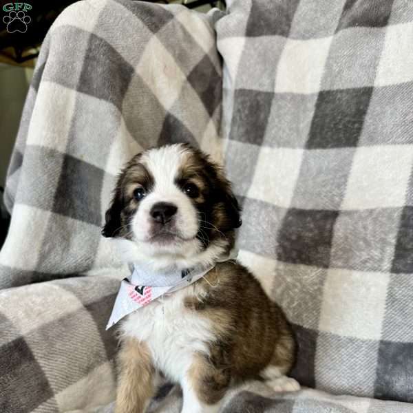 Freckles, Bernedoodle Puppy