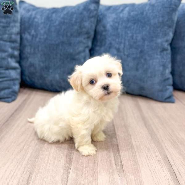 Heidi, Havanese Puppy