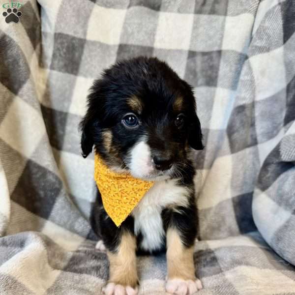Roly, Bernedoodle Puppy