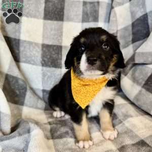 Roly, Bernedoodle Puppy