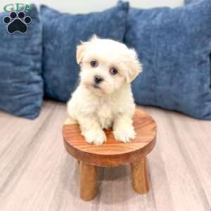 Heidi, Havanese Puppy
