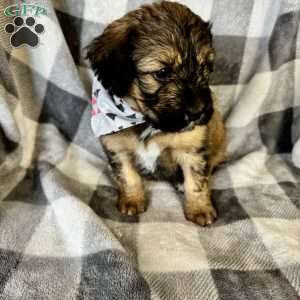 Patch, Bernedoodle Puppy