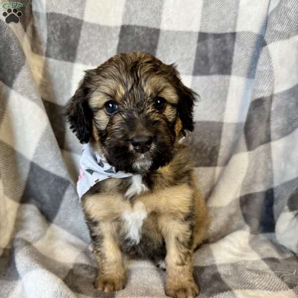 Patch, Bernedoodle Puppy