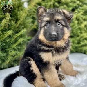 Sniper, German Shepherd Puppy
