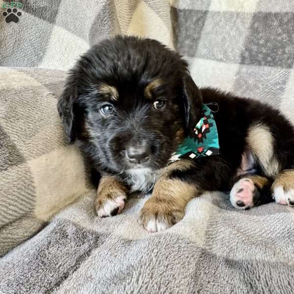 Pongo, Bernedoodle Puppy