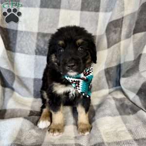 Pongo, Bernedoodle Puppy