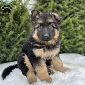 Sniper, German Shepherd Puppy