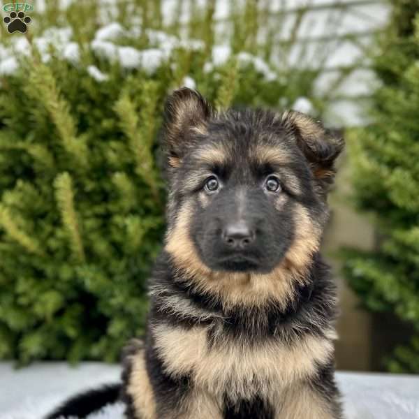 Sniper, German Shepherd Puppy