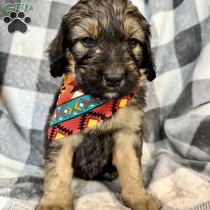 Tibbs, Bernedoodle Puppy