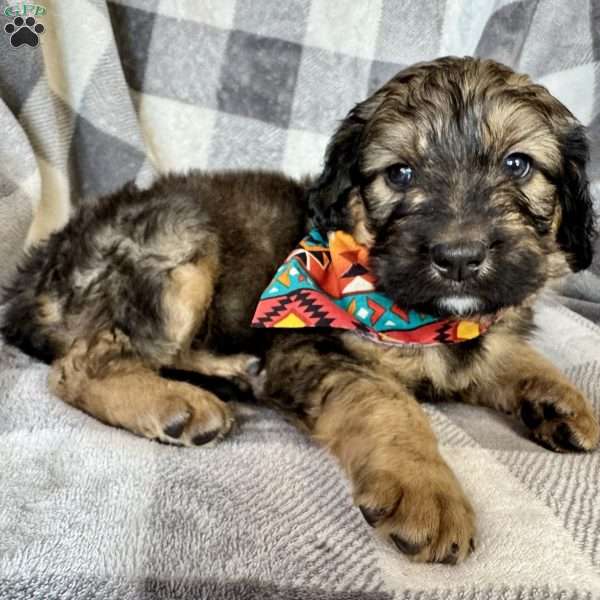 Tibbs, Bernedoodle Puppy
