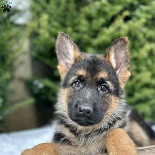 Remi, German Shepherd Puppy