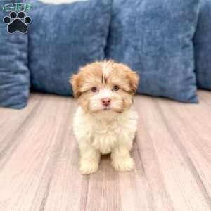 Molly, Havanese Puppy