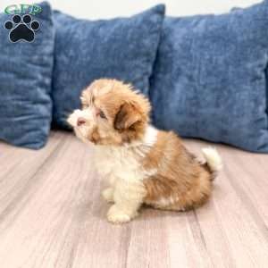Molly, Havanese Puppy