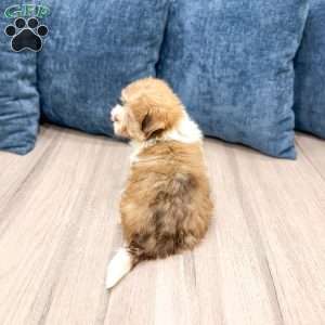 Molly, Havanese Puppy