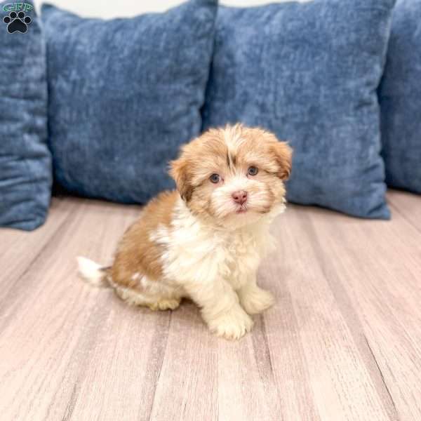 Molly, Havanese Puppy