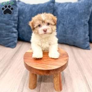 Molly, Havanese Puppy