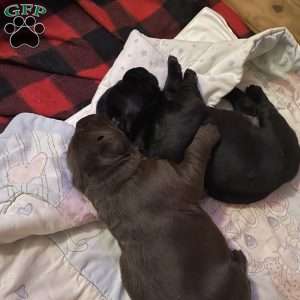 Miracle, Black Labrador Retriever Puppy