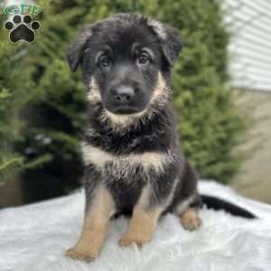 Roxy, German Shepherd Puppy