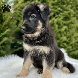 Roxy, German Shepherd Puppy