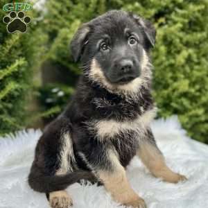 Roxy, German Shepherd Puppy