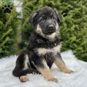 Roxy, German Shepherd Puppy