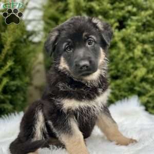 Roxy, German Shepherd Puppy