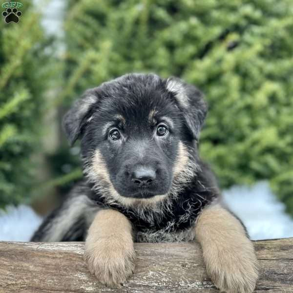 Roxy, German Shepherd Puppy