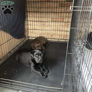 Miracle, Black Labrador Retriever Puppy