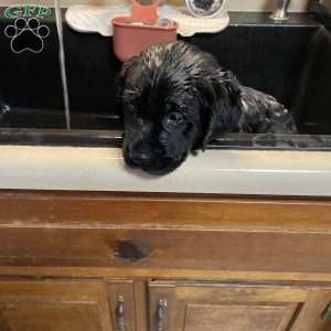 Miracle, Black Labrador Retriever Puppy