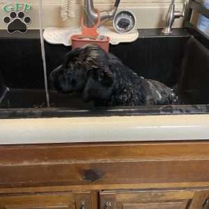 Miracle, Black Labrador Retriever Puppy