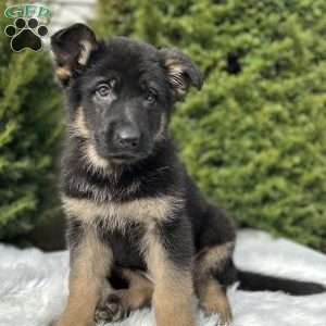 Ruger, German Shepherd Puppy