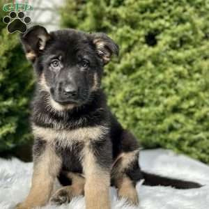 Ruger, German Shepherd Puppy