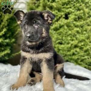Ruger, German Shepherd Puppy