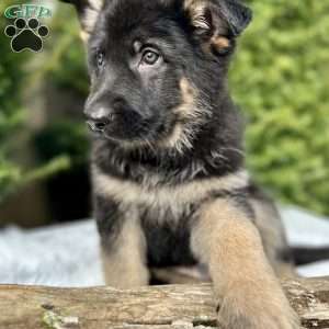Ruger, German Shepherd Puppy
