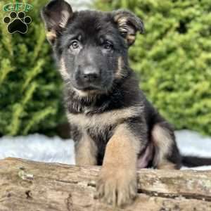 Ruger, German Shepherd Puppy