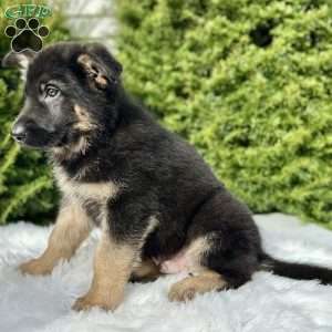 Ruger, German Shepherd Puppy